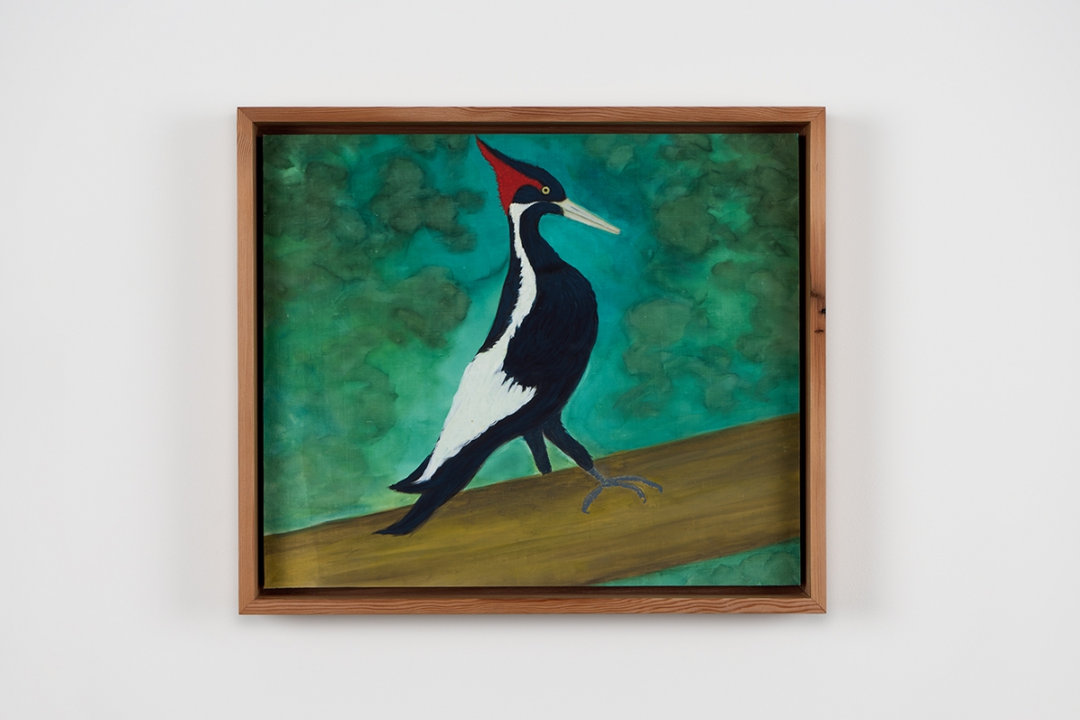 https://www.stanyakahn.com/files/gimgs/th-54_Kahn_436_Ivory-BilledWoodpecker(Endangered)_lores.jpg